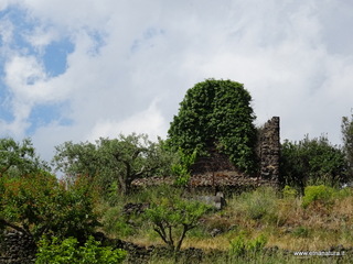 Torre del Grifo